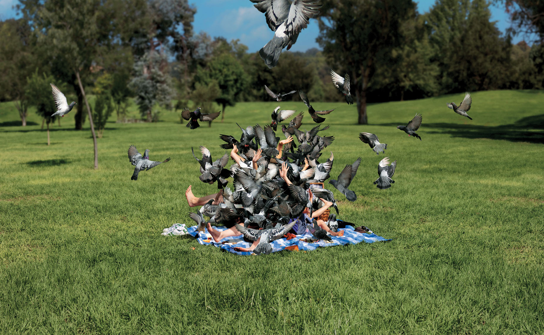 A school of pigeons descending on a picnic trying to feed on the wholegrain bread. .jpg