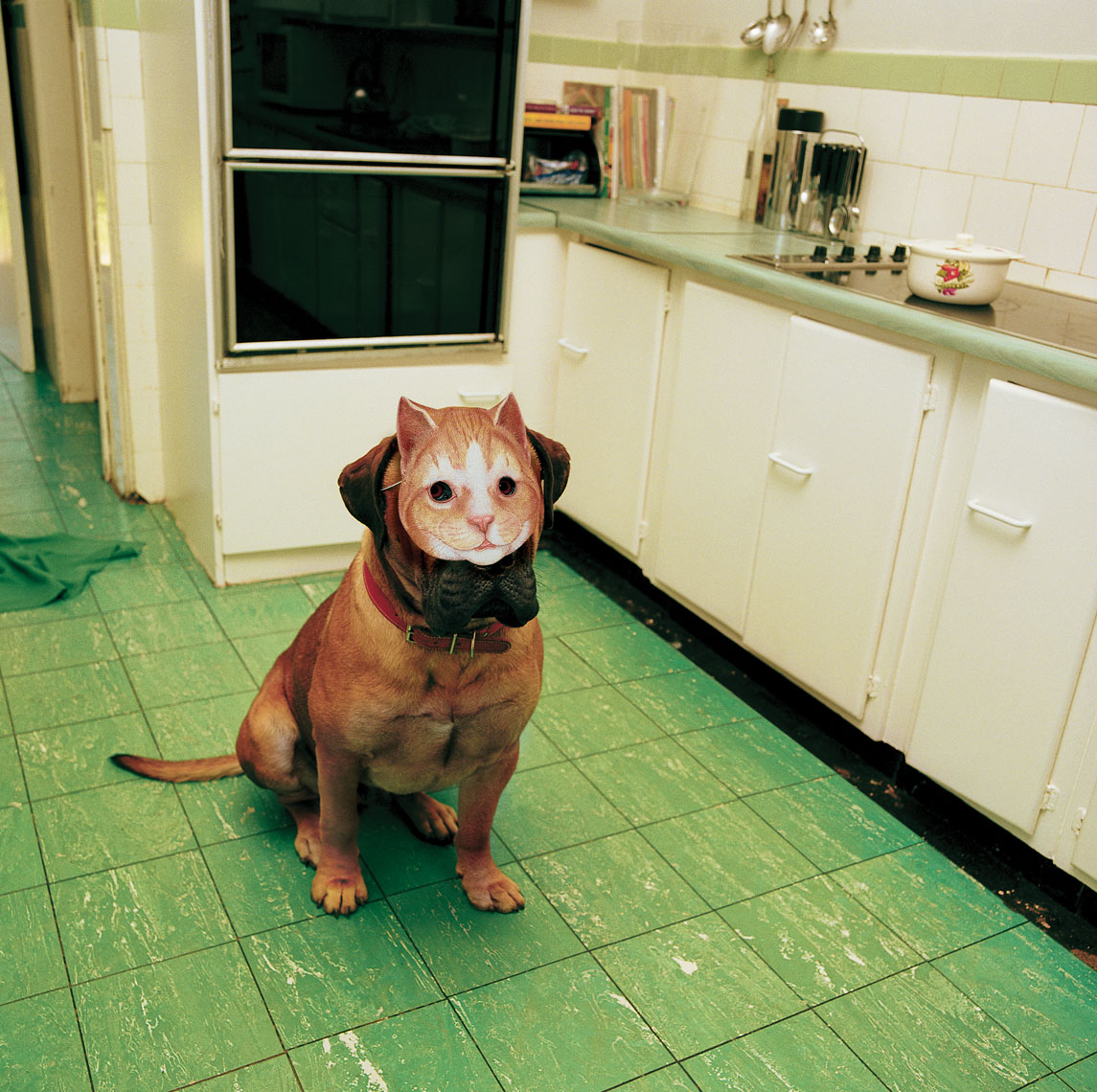 A portrait of a dog with a cat mask sitting in a kitchen waiting for food. 