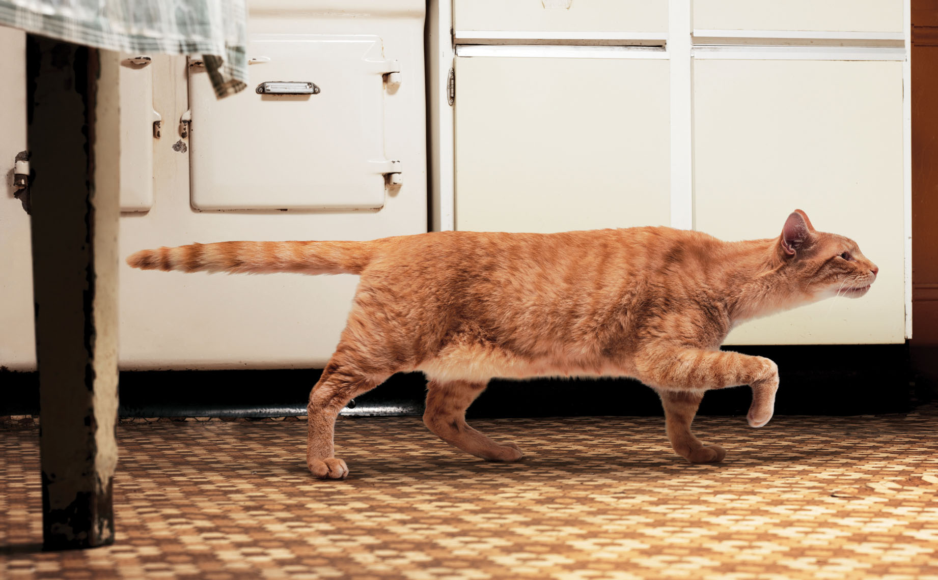 A cat in a kitchen, gunning for his food. 