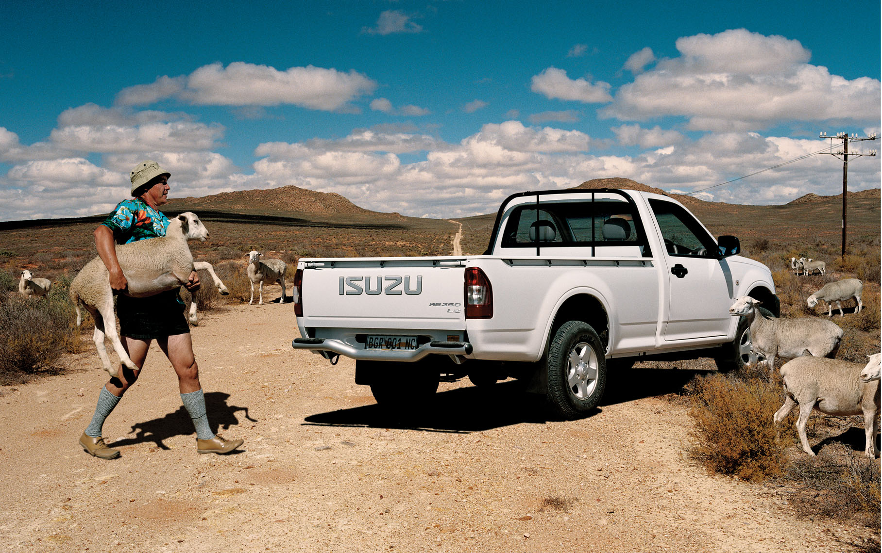 A sheep farmer loading a sheep onto an Isuzu single cab pick-up. 