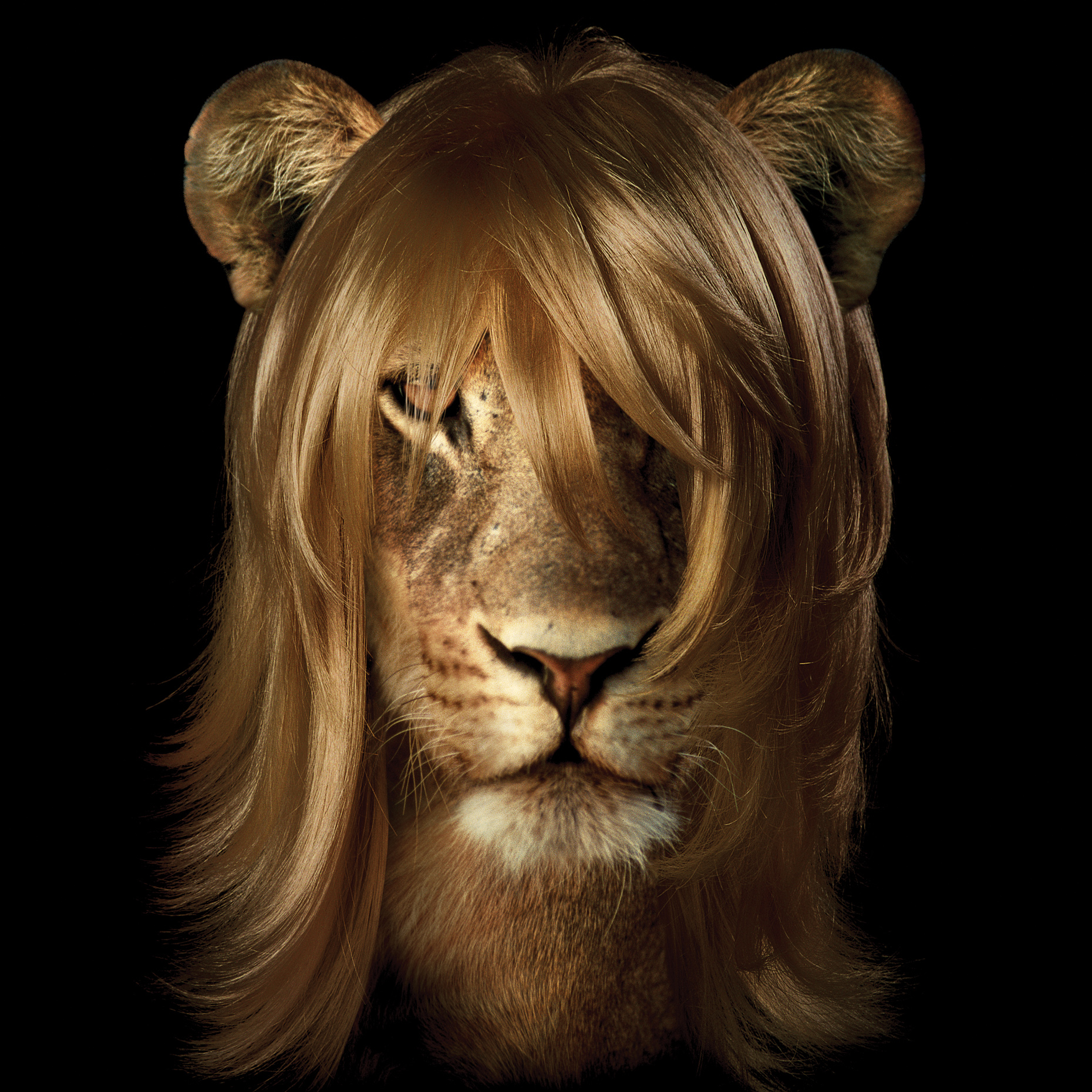  A lioness with a beautiful styled hairstyle.