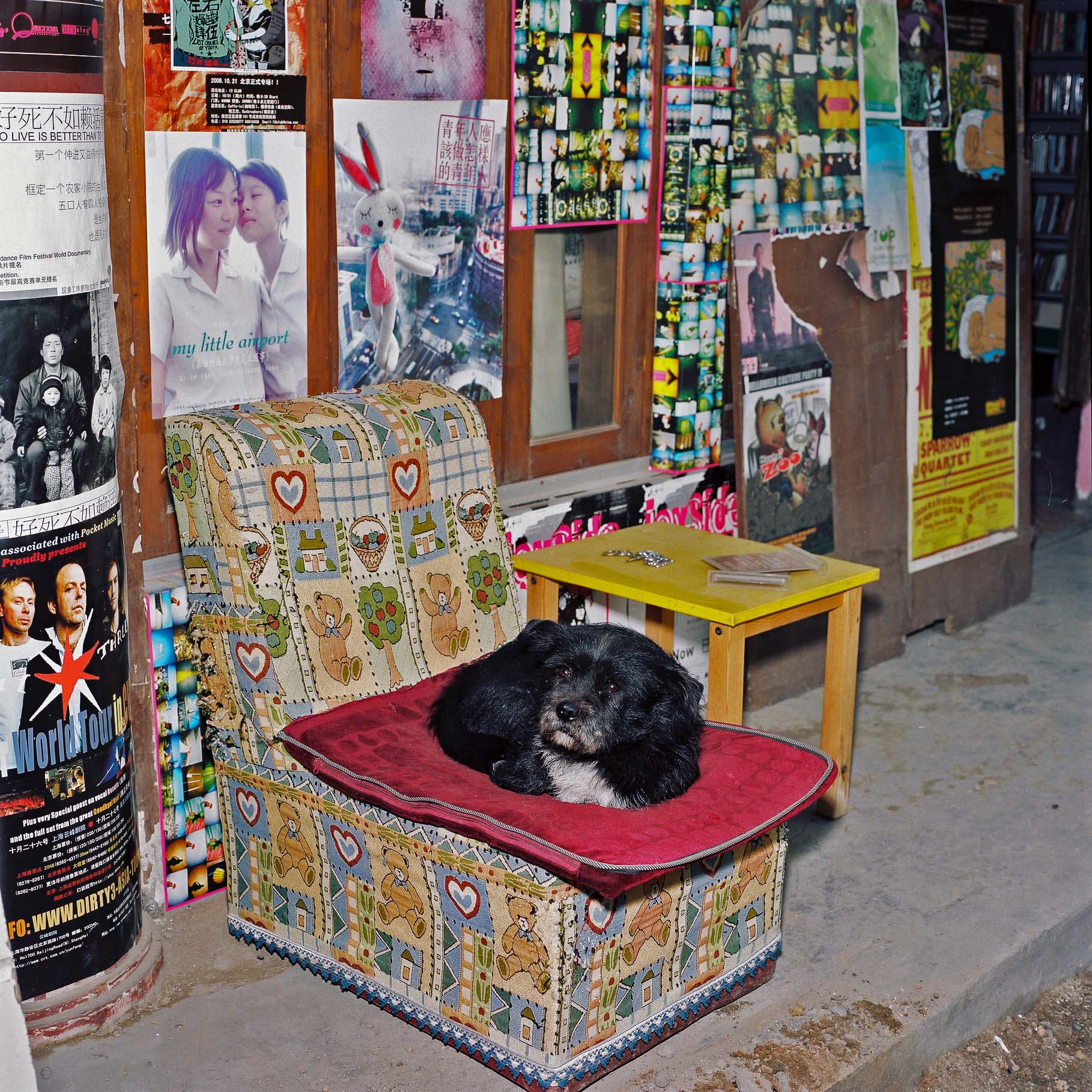 A dog resting, on an upholstered chair, outside a shop front covered in posters. 